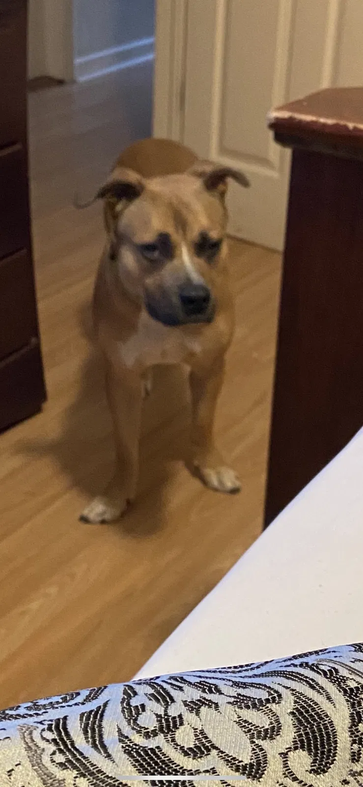 Lost dog in Greensboro, GA, 30642