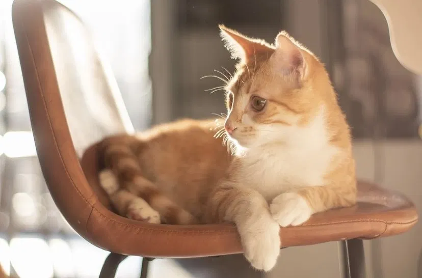 Lost cat in Unknown, VA, 24188