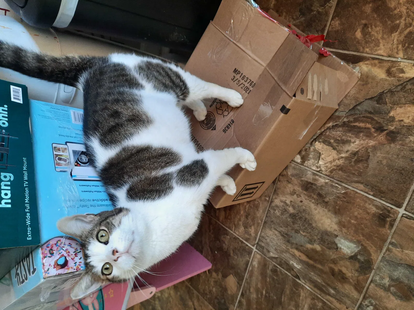 Lost cat in Louisville, GA, 30434