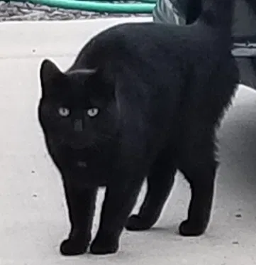 Found cat in Kalama, WA, 98625