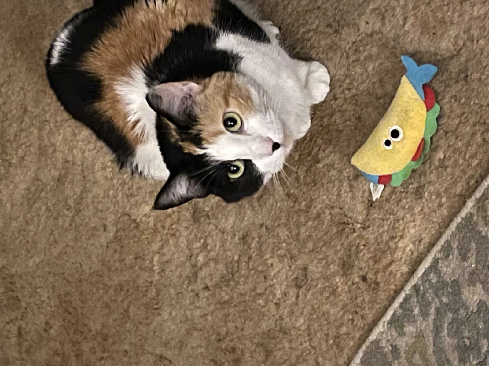 Lost cat in Amarillo, TX, 79110