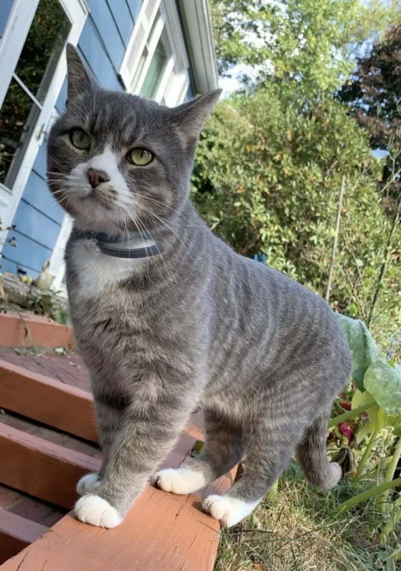 Lost cat in Torrington, CT, 6790