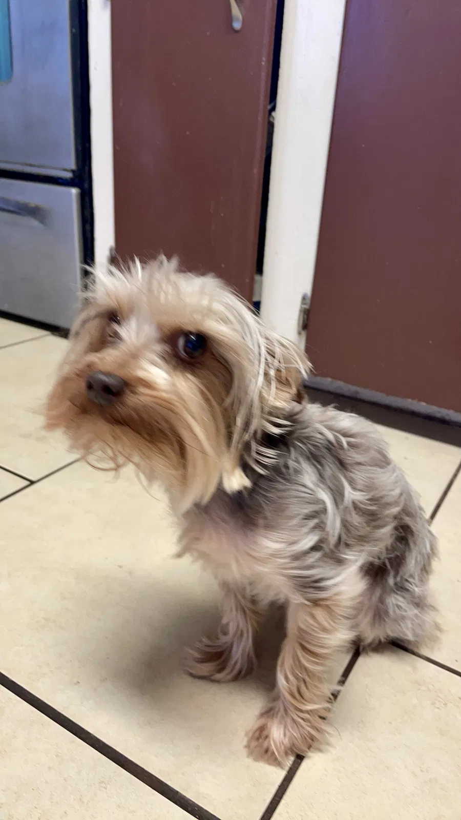Lost dog in Abilene, TX, 79606