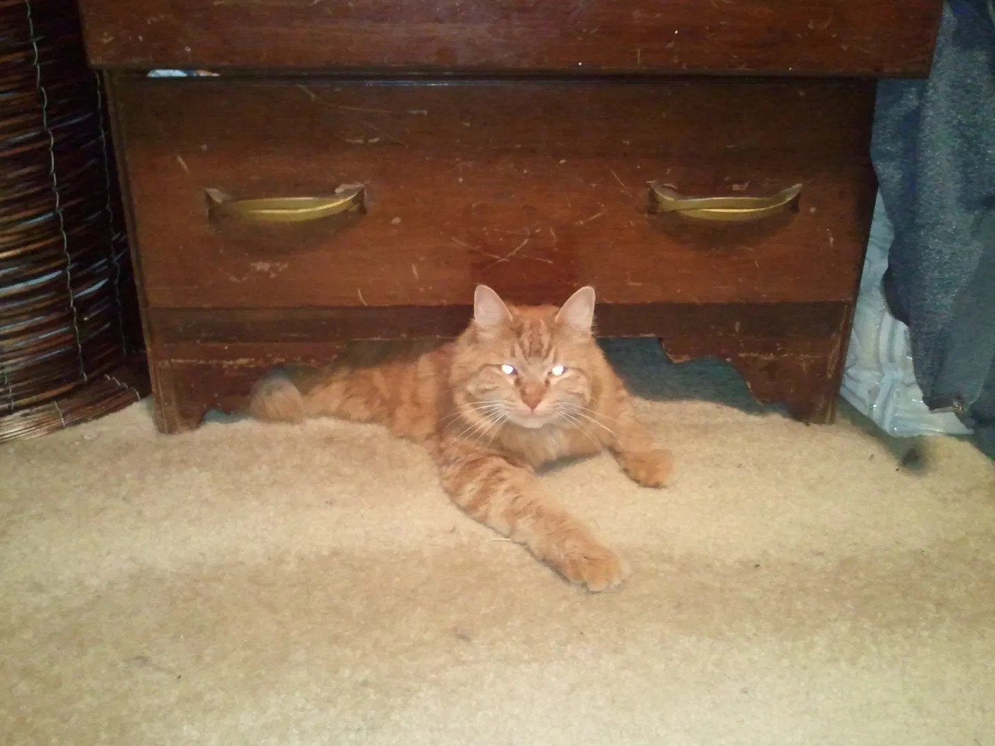 Lost cat in Charlotte, NC, 28262