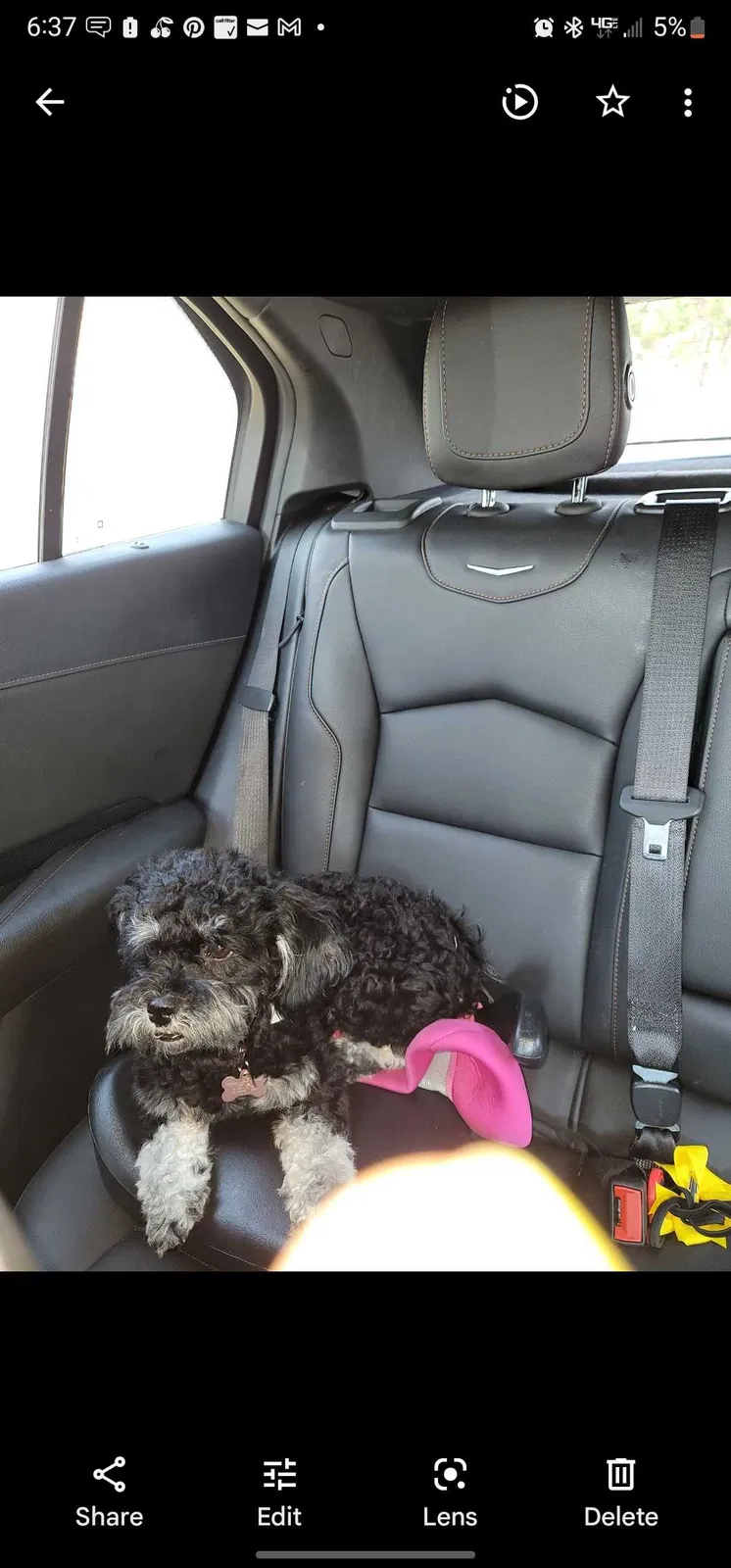 Lost dog in Los Angeles, CA, 90047