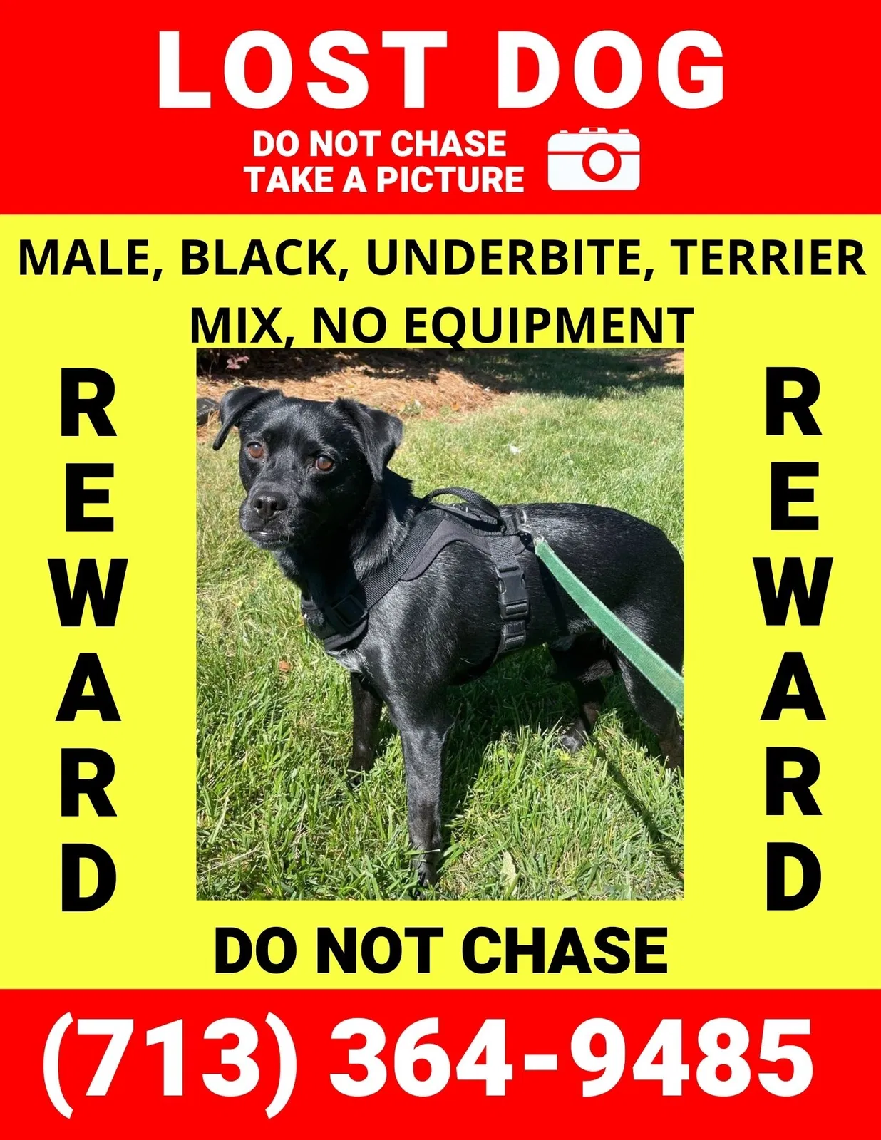 Lost dog in Charlotte, NC, 28278