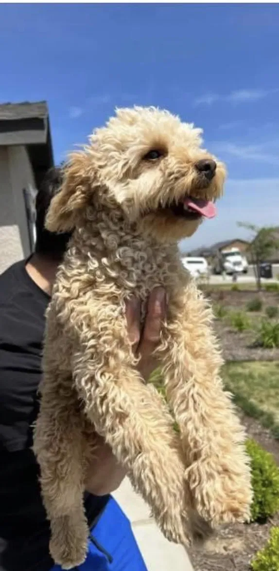 Lost dog in Dinuba, CA, 93618