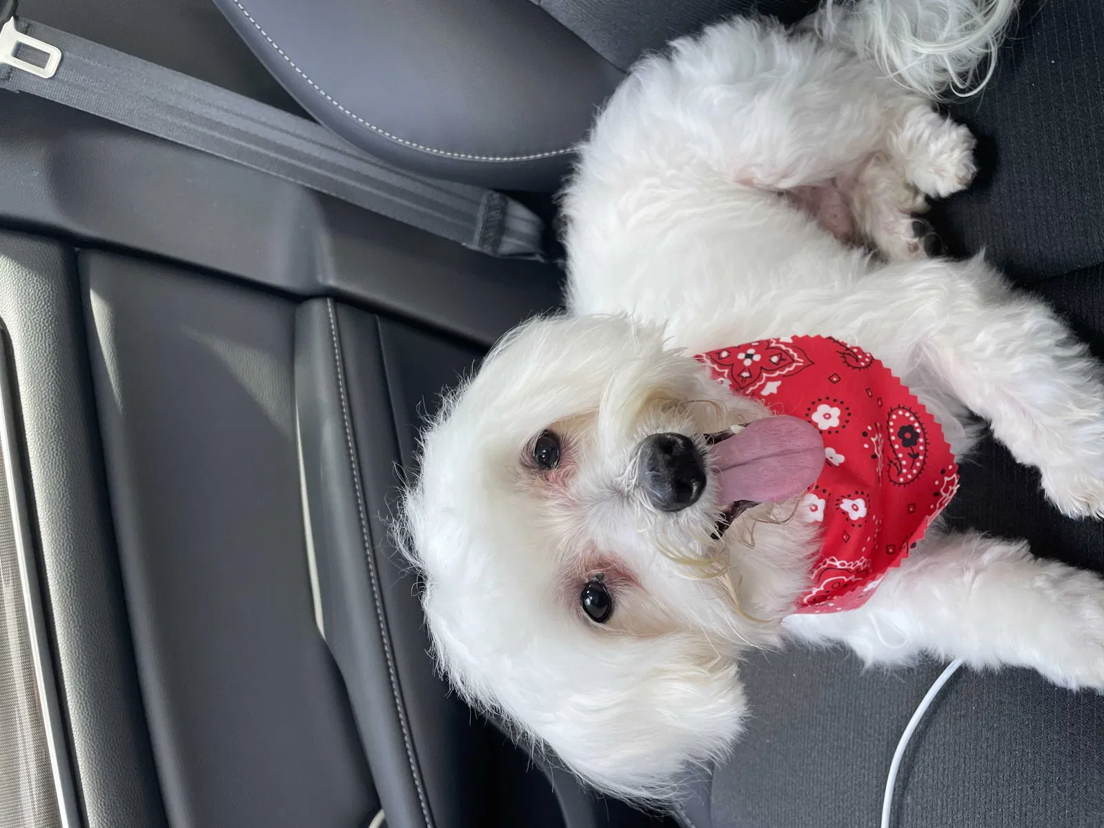 Lost dog in Miami, FL, 33161