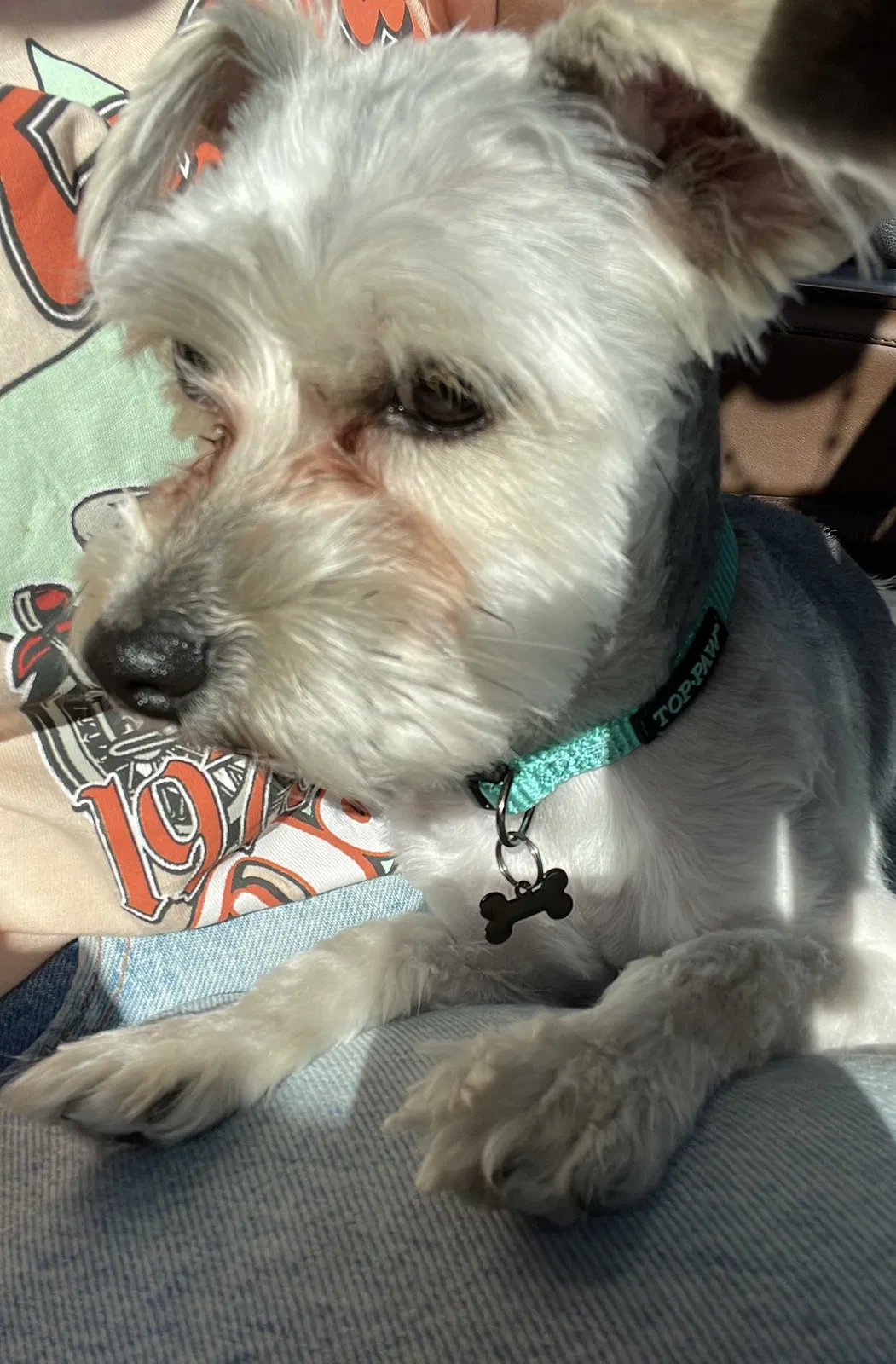 Lost dog in Aurora, CO, 80018