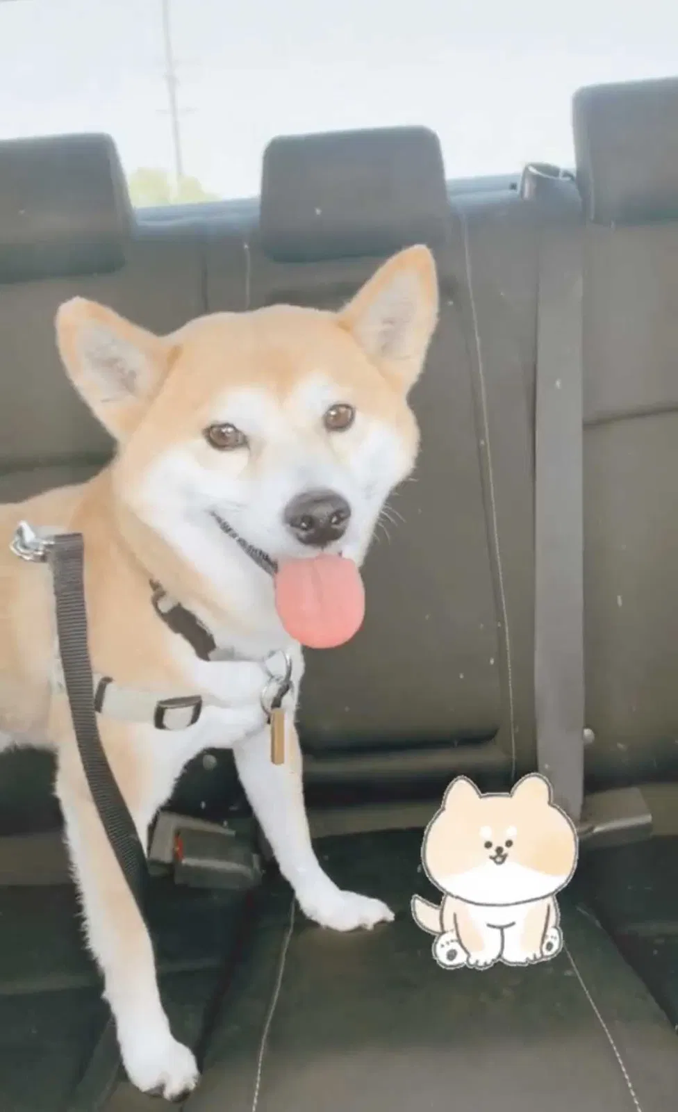Lost dog in Fullerton, CA, 92833