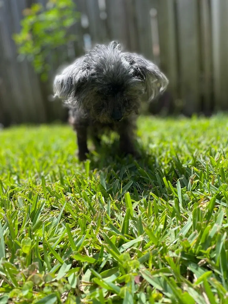 Lost dog in Fort Lauderdale, FL, 33322