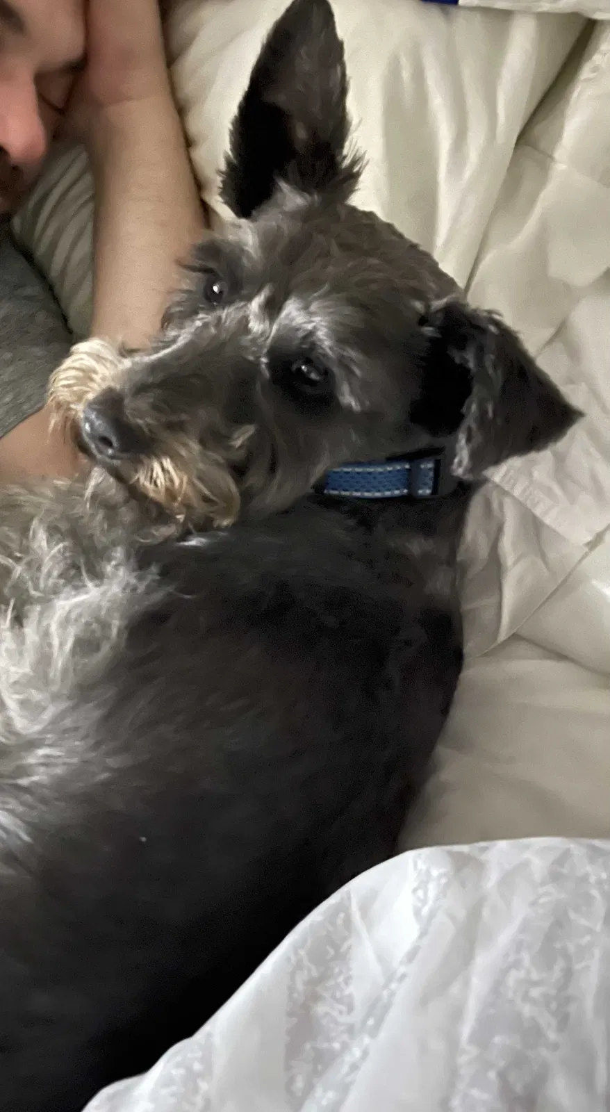 Lost dog in Holden, LA, 70744