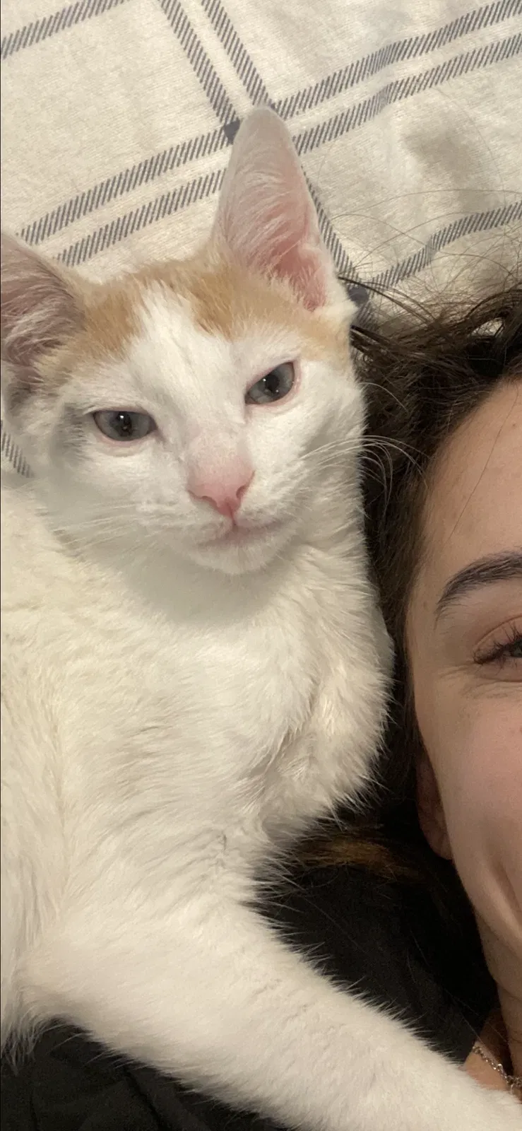 Lost cat in Lynnwood, WA, 98087