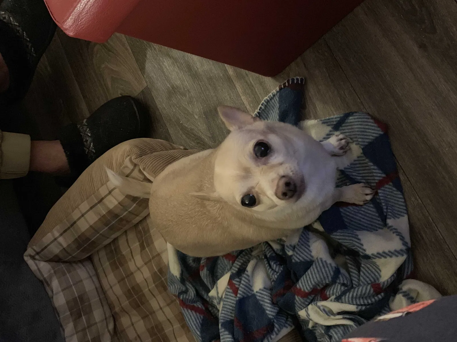 Lost dog in Knoxville, TN, 37909