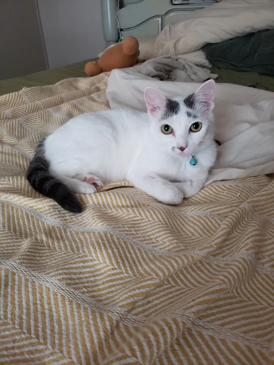 Lost cat in Florence, MS, 39073