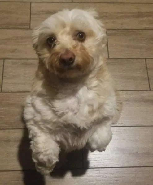 Lost dog in Sacramento, CA, 95825