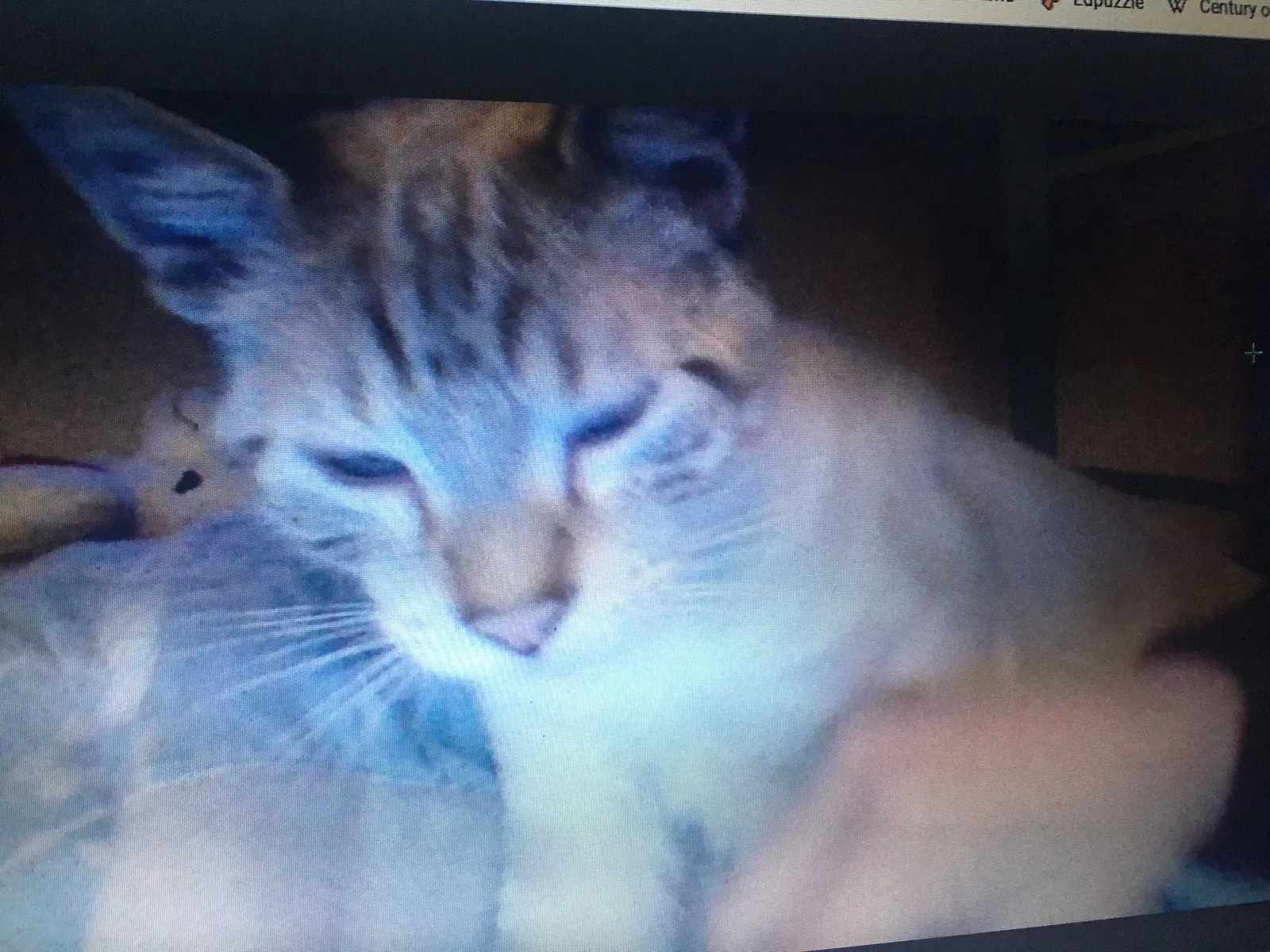 Lost cat in Airway Heights, WA, 99001