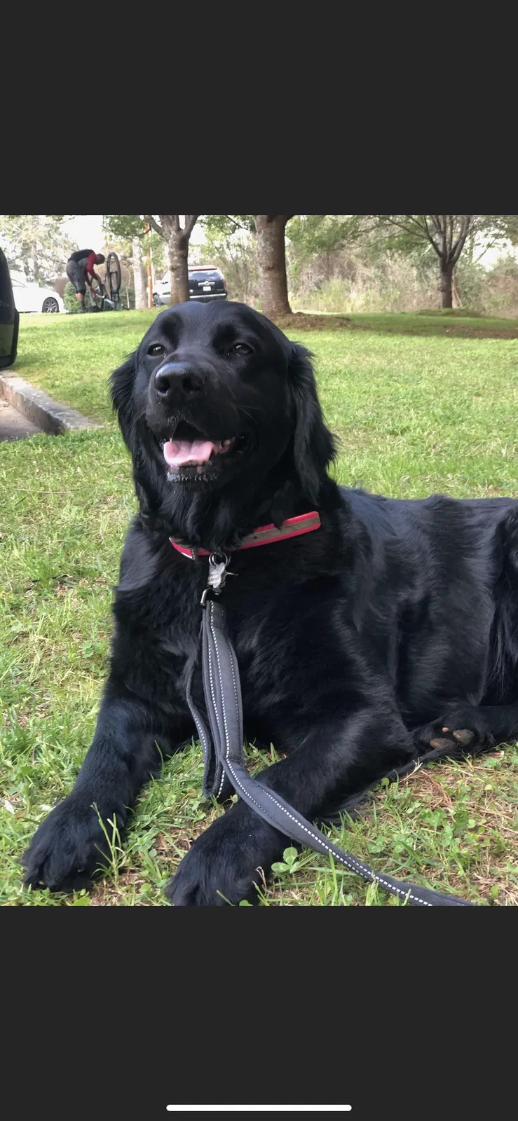 Lost dog in Fairburn, GA, 30213