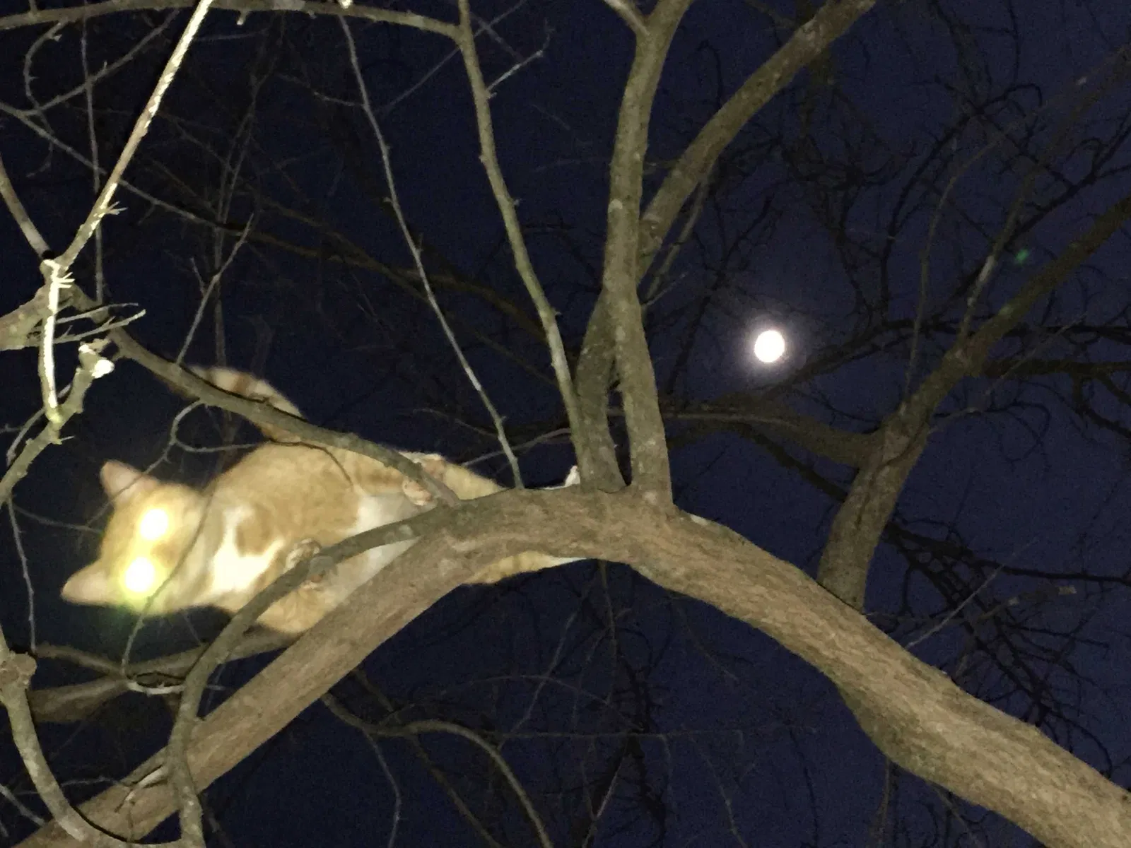 Lost cat in Rockholds, KY, 40759