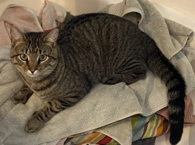 Lost cat in Kingston, TN, 37763