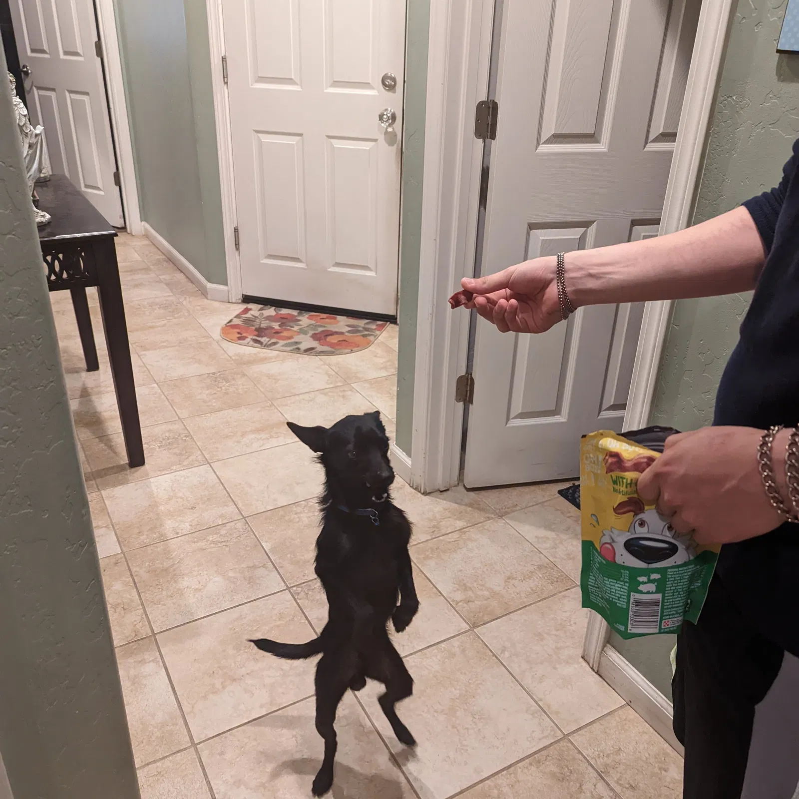 Found dog in Visalia, CA, 93291