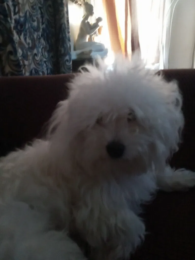 Lost dog in Van Nuys, CA, 91401