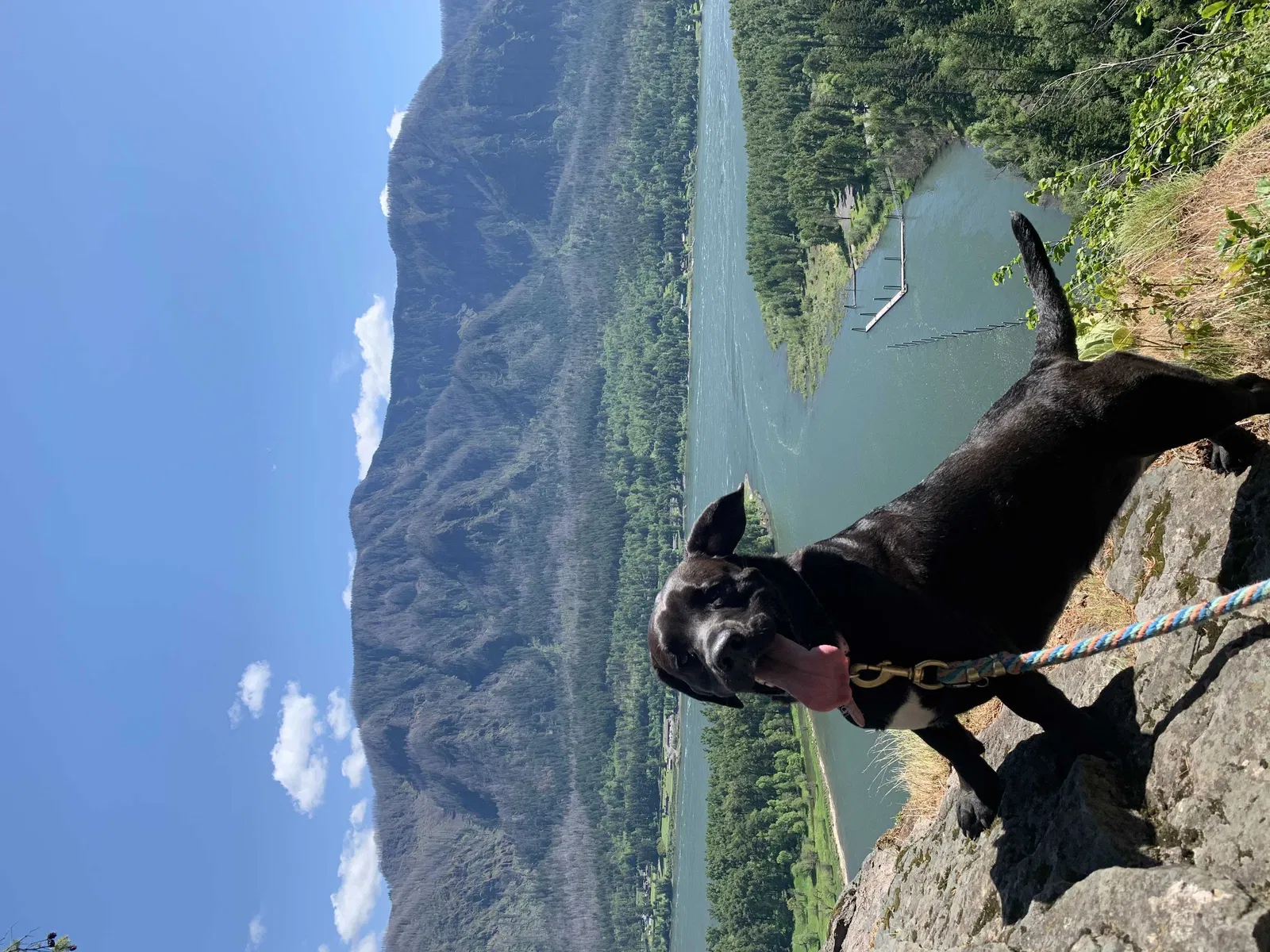 Lost dog in Amboy, WA, 98601