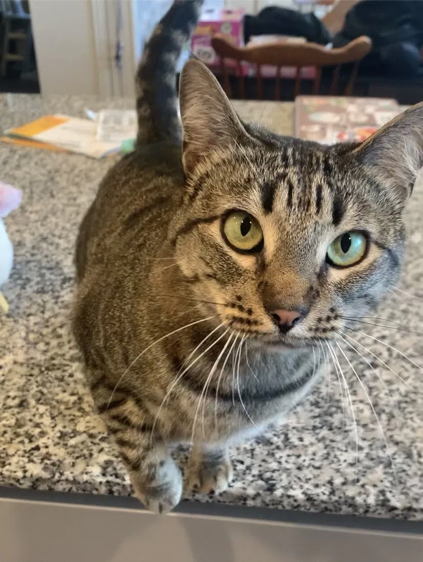 Lost cat in New Braunfels, TX, 78130