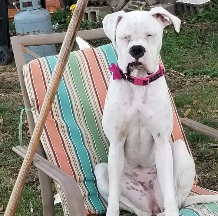 Lost dog in East Saint Louis, IL, 62204