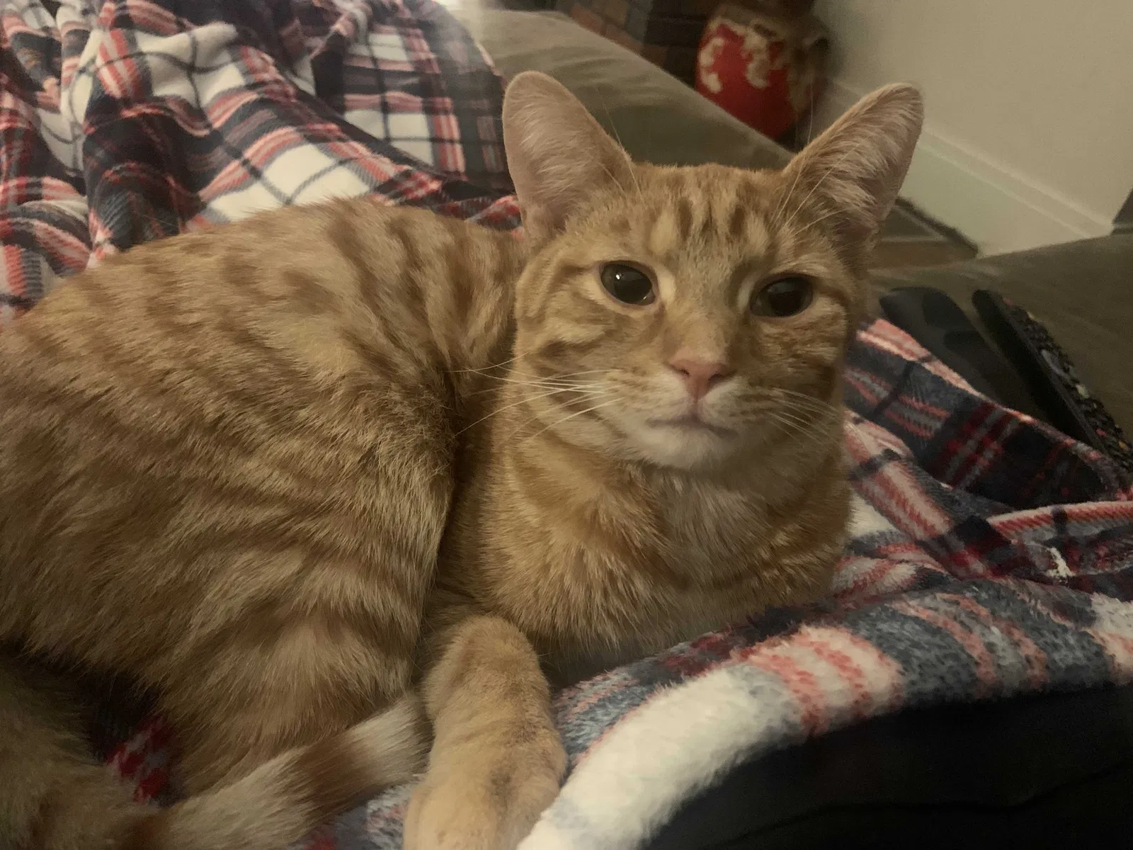 Lost cat in Dayton, OH, 45419