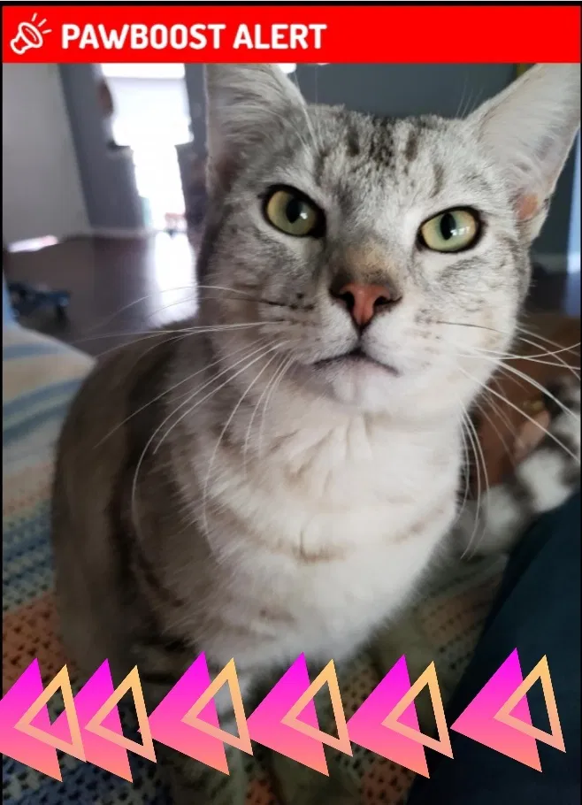 Lost cat in Keystone Heights, FL, 32656