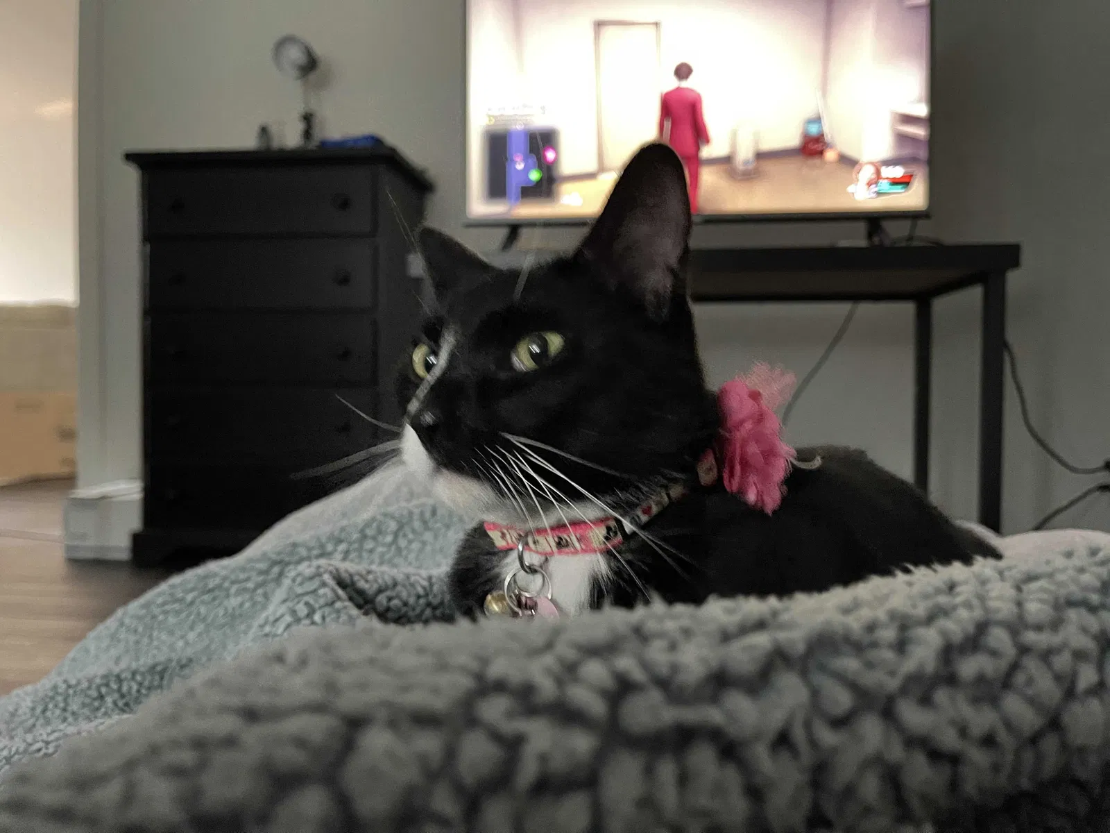 Lost cat in Longview, WA, 98632