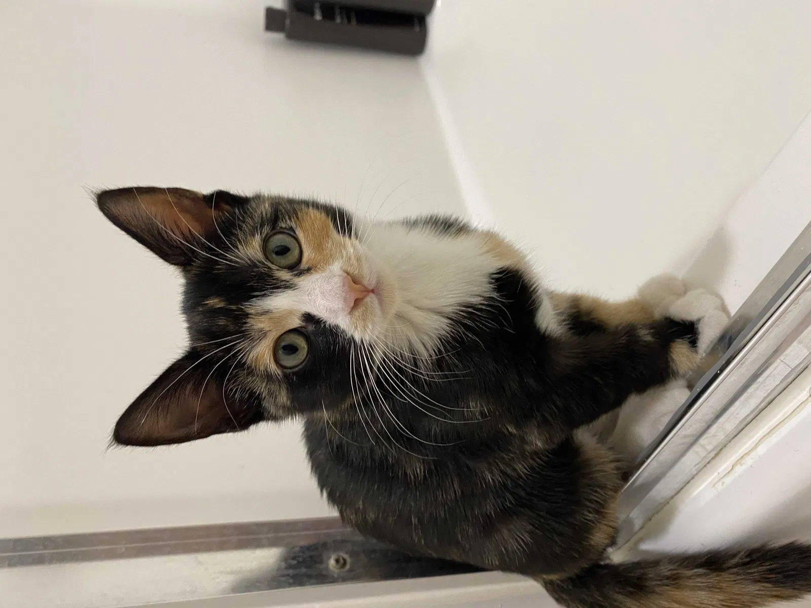 Lost cat in La Mesa, CA, 91942