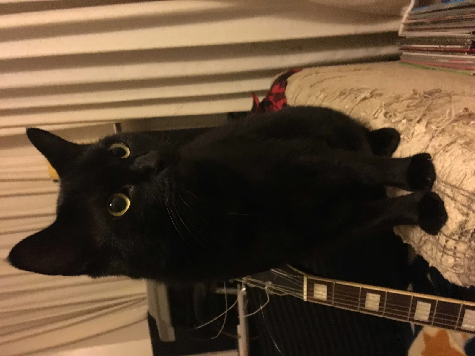 Lost cat in San Francisco, CA, 94121