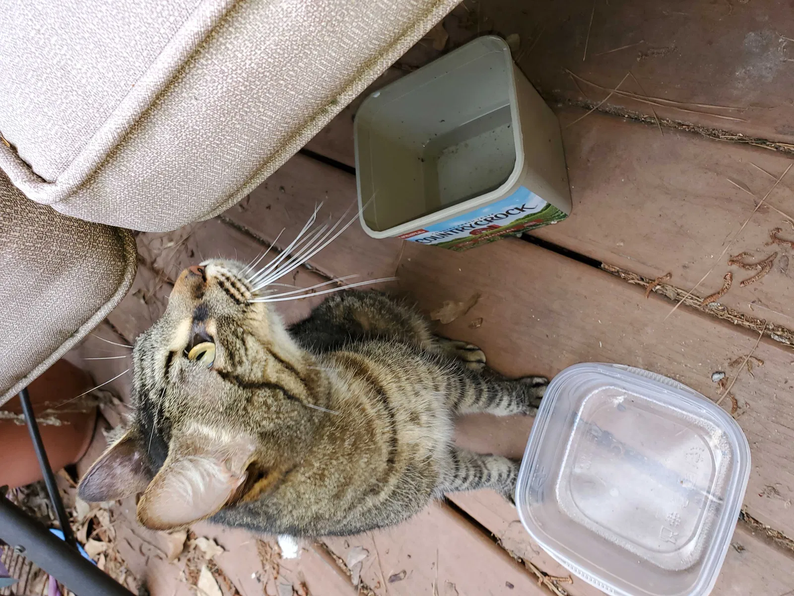 Found cat in Conroe, TX, 77301
