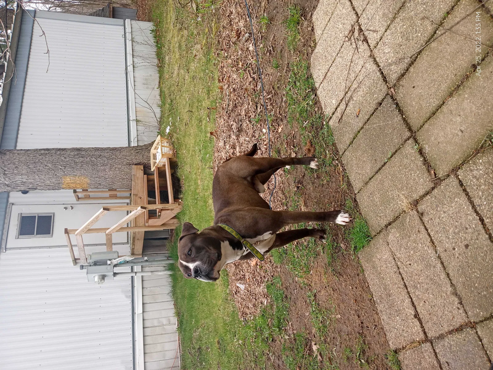 Lost dog in Comstock Park, MI, 49321