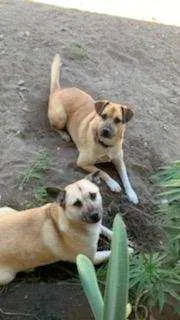 Lost dog in Bakersfield, CA, 93307