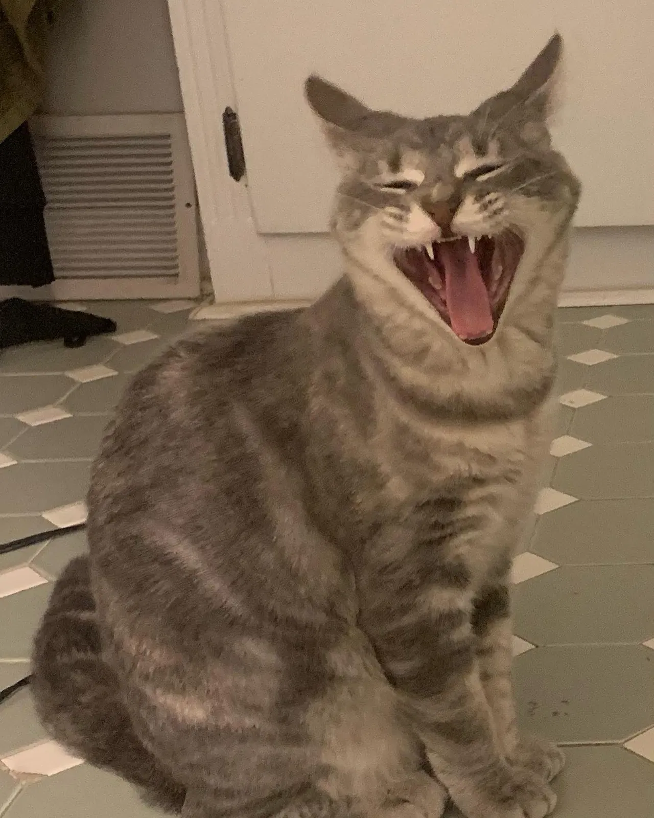 Lost cat in Columbia, SC, 29223