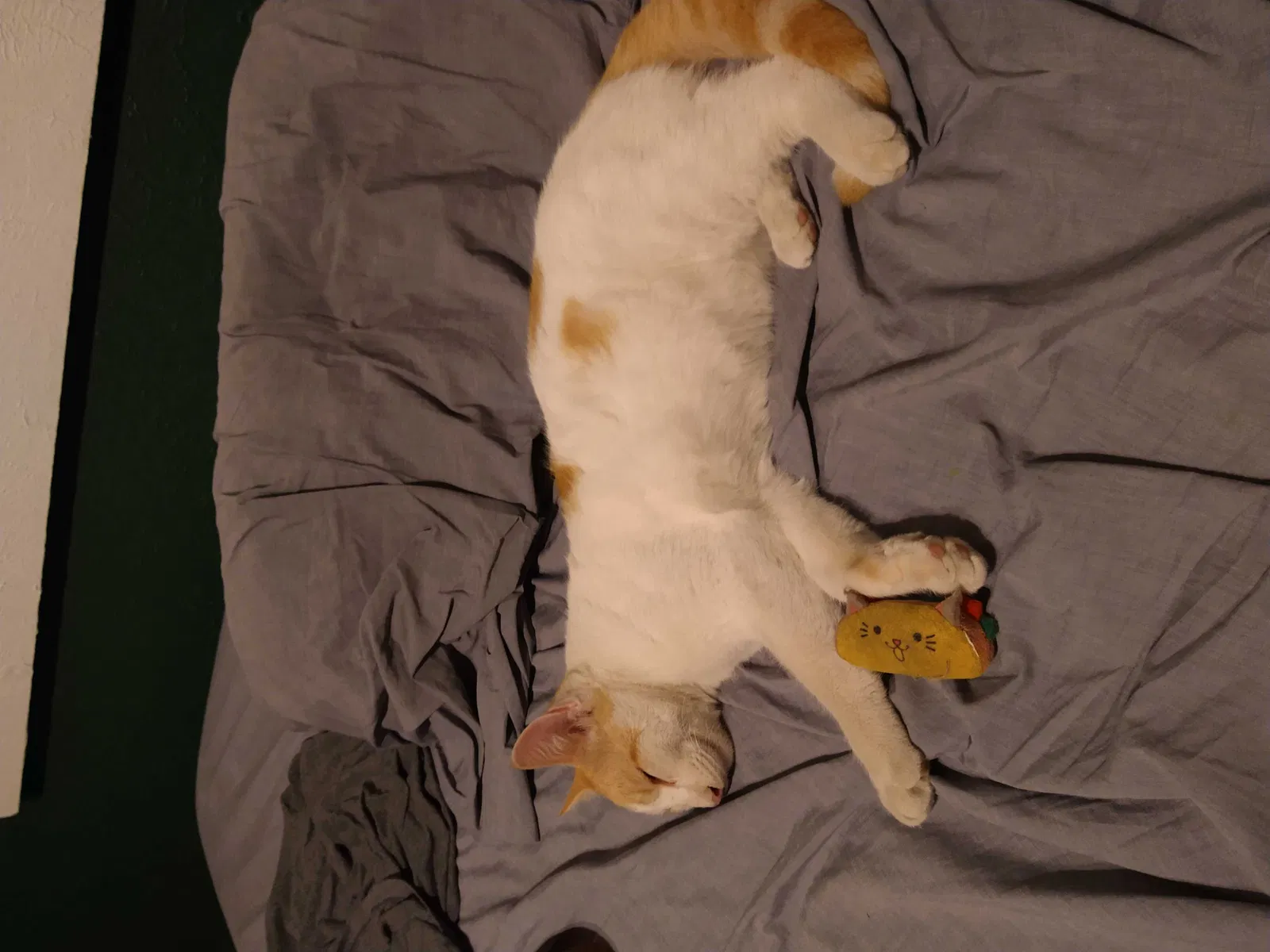 Lost cat in Austin, TX, 78730