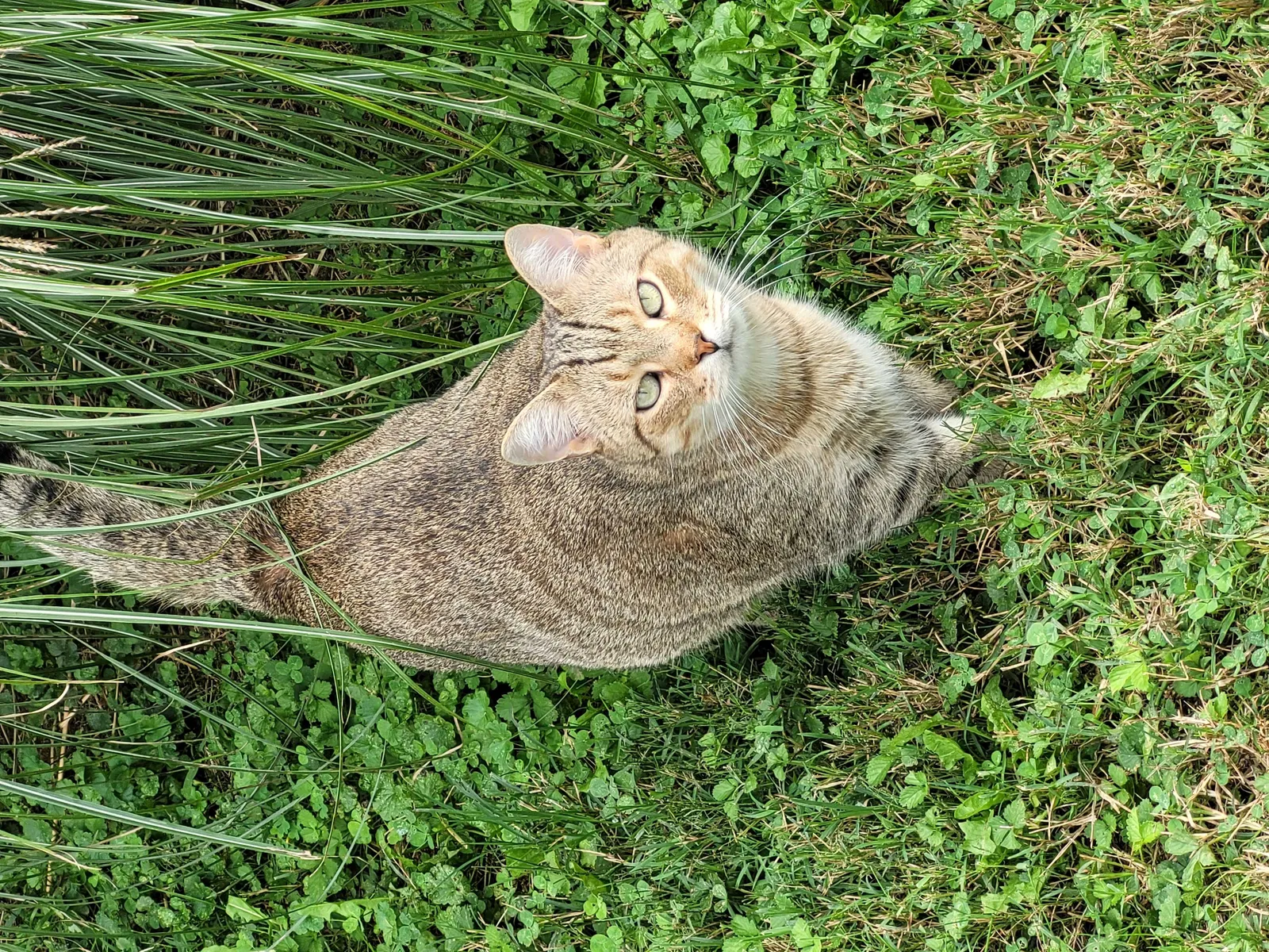 Lost cat in Kearneysville, WV, 25430