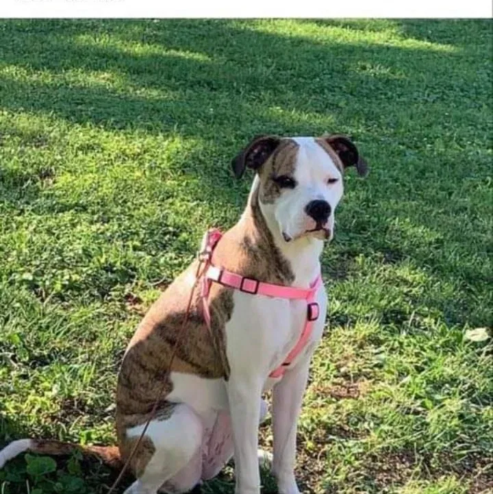 Lost dog in Louisiana, MO, 63353