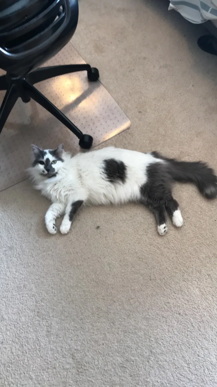 Lost cat in Saint Paul, MN, 55124
