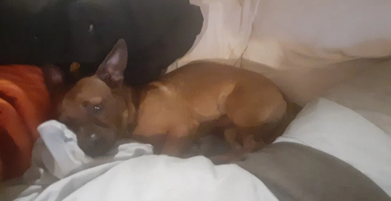 Lost dog in Bonney Lake, WA, 98391
