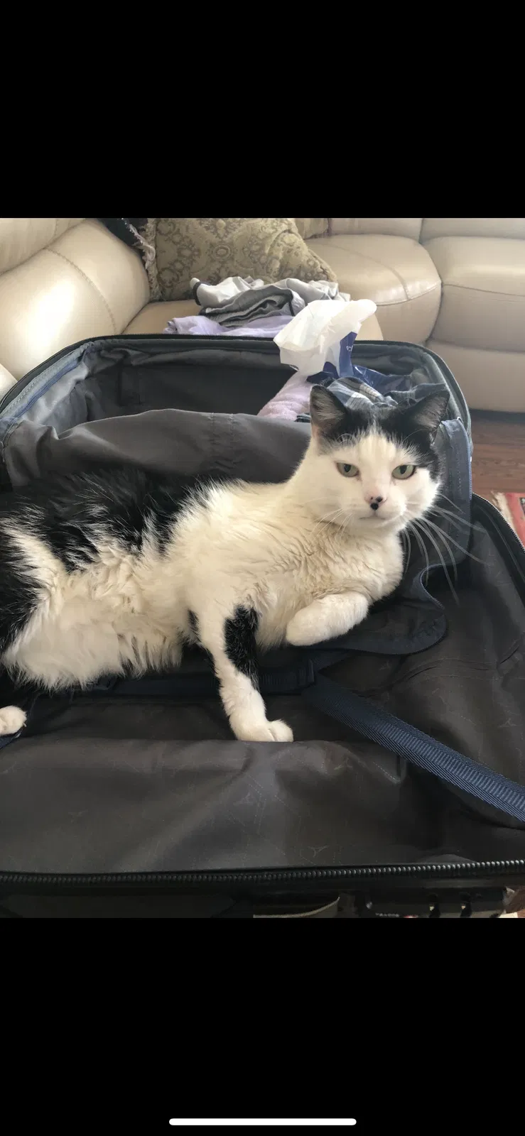 Lost cat in Rockwall, TX, 75087
