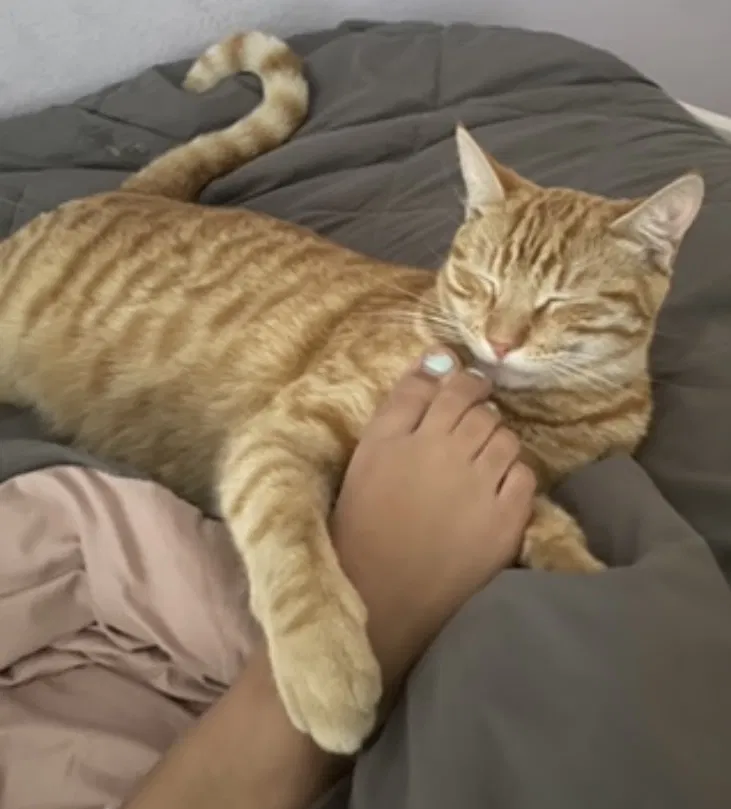 Lost cat in Campbell, CA, 95008