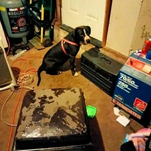 Lost dog in Oklahoma City, OK, 73127