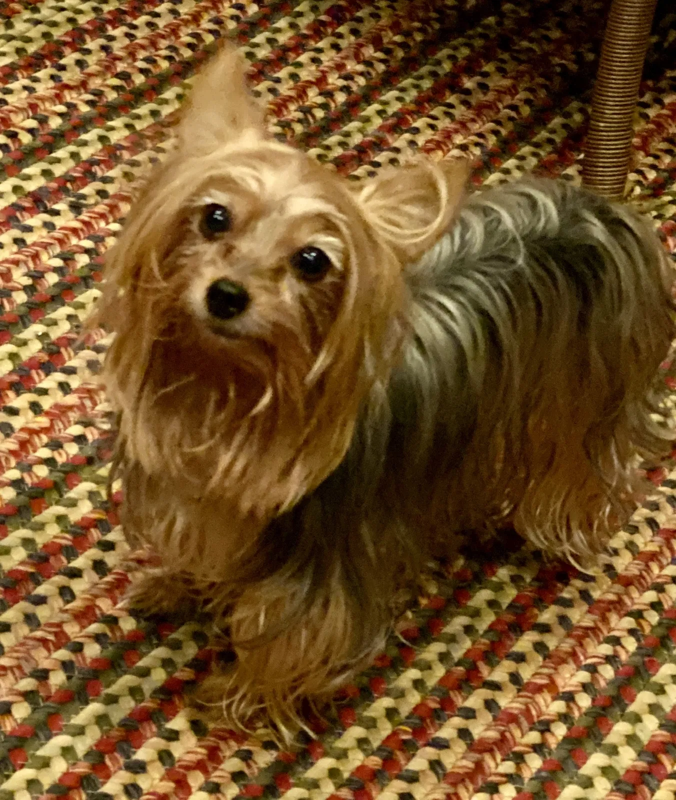 Lost dog in Little Rock, AR, 72223