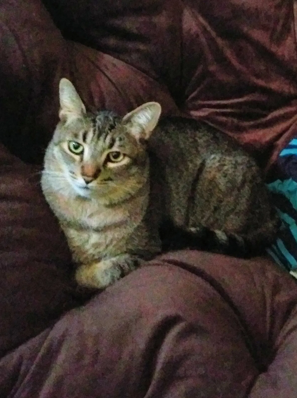 Lost cat in West Covina, CA, 91790
