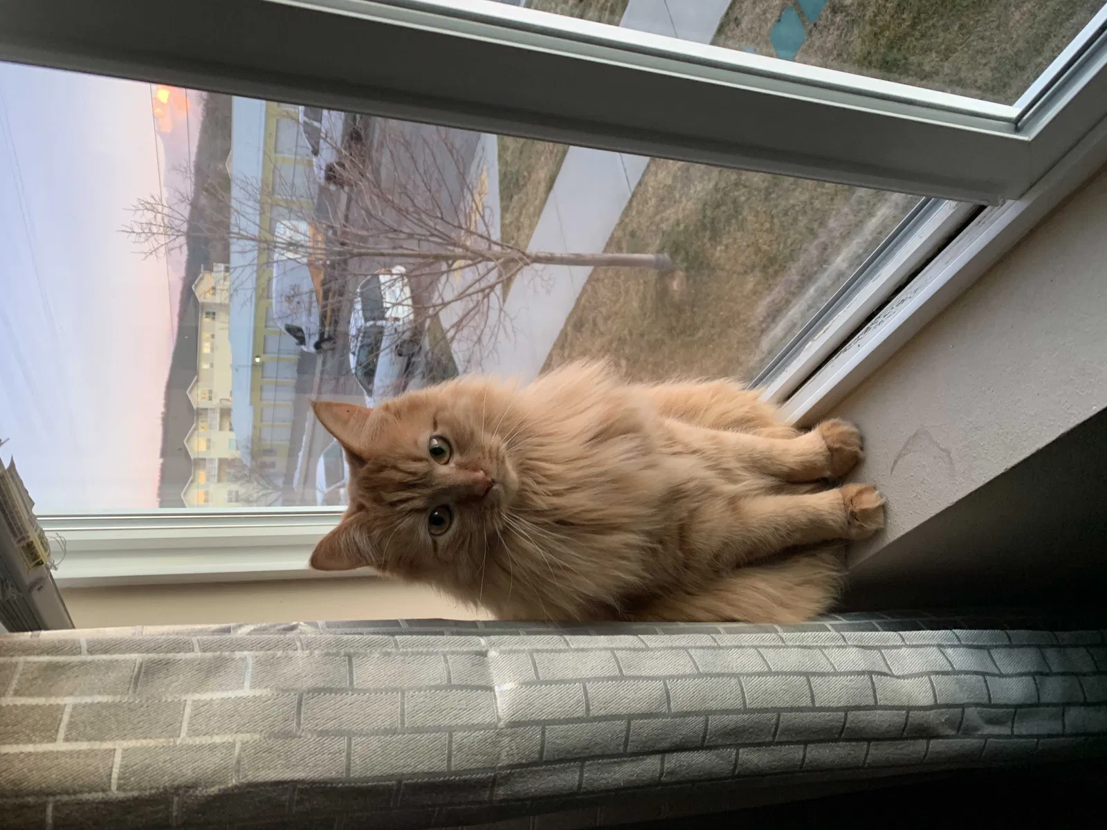 Lost cat in Spokane, WA, 99223