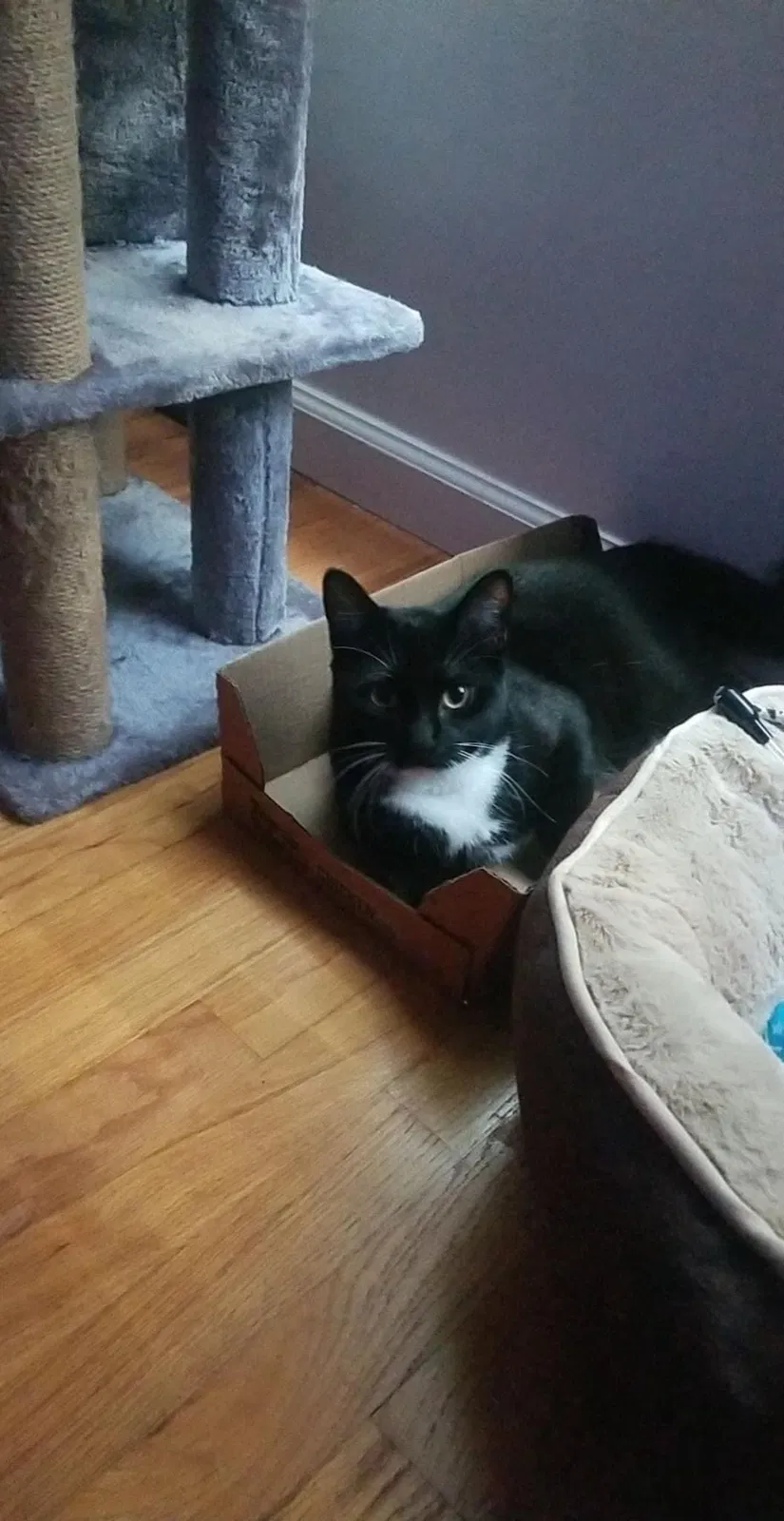 Lost cat in Seattle, WA, 98109